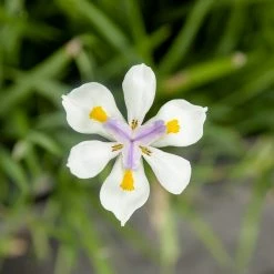 Perfect Plants All Shrubs & Hedges White African Iris Shrub