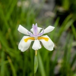 Perfect Plants All Shrubs & Hedges White African Iris Shrub