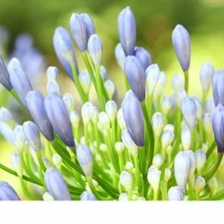 Perfect Plants Agapanthus Blue Shrub 15 Perfect Plants Agapanthus Blue Shrub