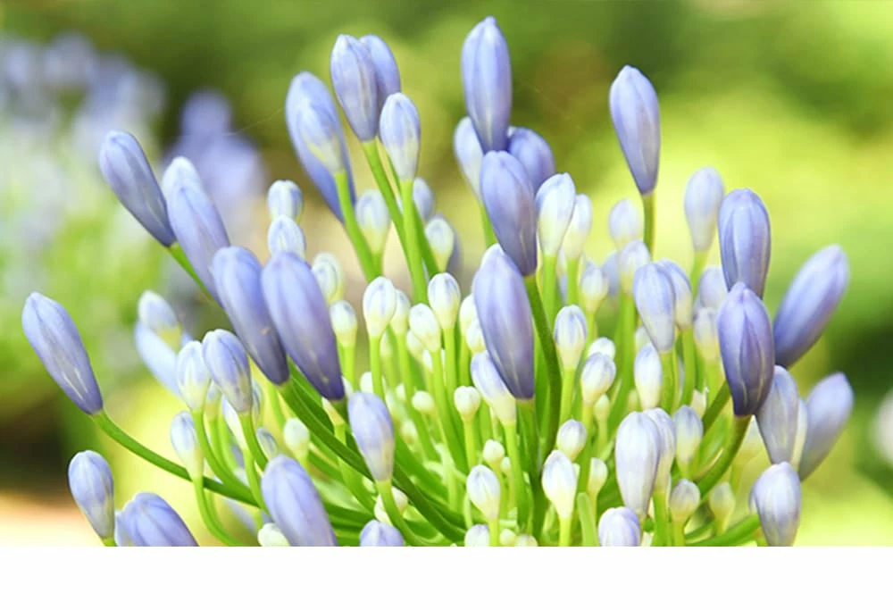 Perfect Plants Agapanthus Blue Shrub 6 Perfect Plants Agapanthus Blue Shrub