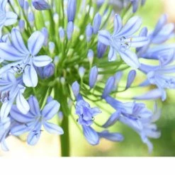 Perfect Plants Agapanthus Blue Shrub 16 Perfect Plants Agapanthus Blue Shrub