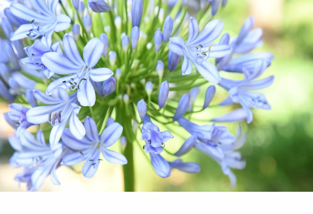 Perfect Plants Agapanthus Blue Shrub 7 Perfect Plants Agapanthus Blue Shrub