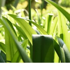 Perfect Plants Agapanthus Blue Shrub 17 Perfect Plants Agapanthus Blue Shrub
