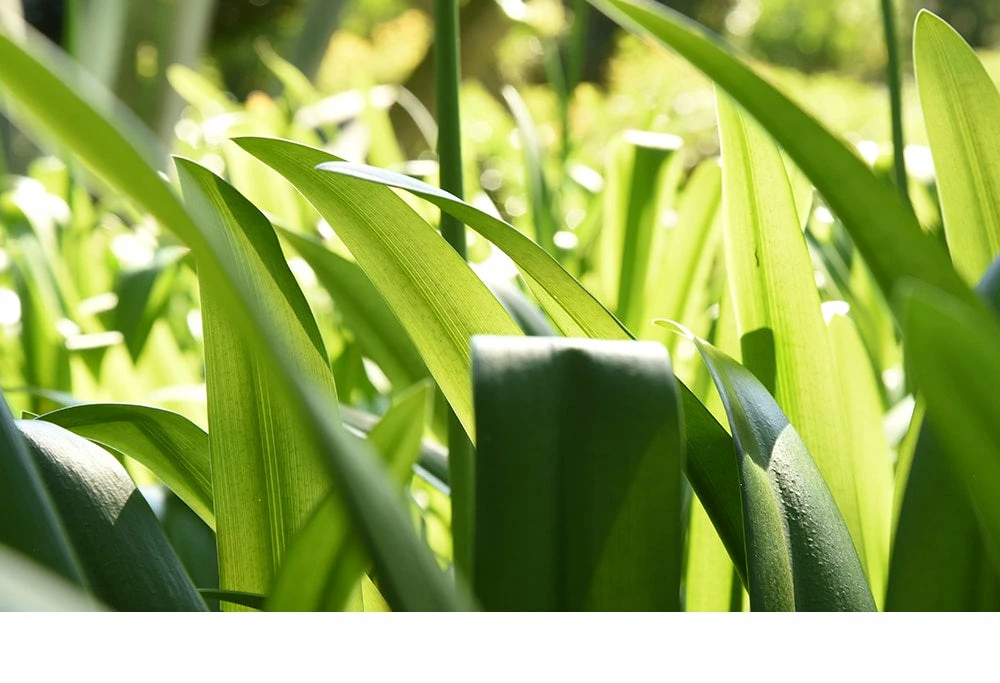 Perfect Plants Agapanthus Blue Shrub 8 Perfect Plants Agapanthus Blue Shrub