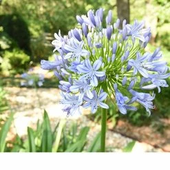 Perfect Plants Agapanthus Blue Shrub 18 Perfect Plants Agapanthus Blue Shrub