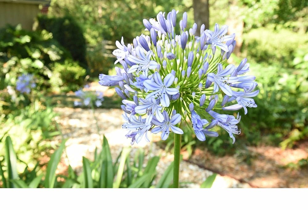 Perfect Plants Agapanthus Blue Shrub 9 Perfect Plants Agapanthus Blue Shrub