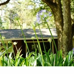 Perfect Plants Agapanthus Blue Shrub 13 Perfect Plants Agapanthus Blue Shrub