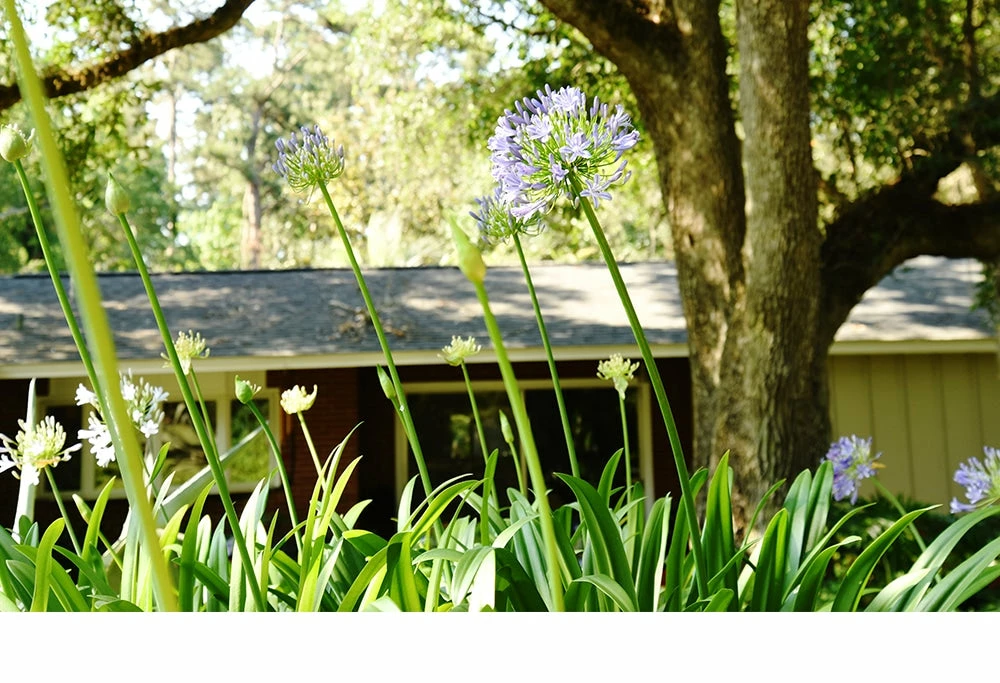 Perfect Plants Agapanthus Blue Shrub 4 Perfect Plants Agapanthus Blue Shrub