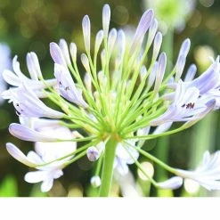 Perfect Plants Agapanthus Blue Shrub 14 Perfect Plants Agapanthus Blue Shrub