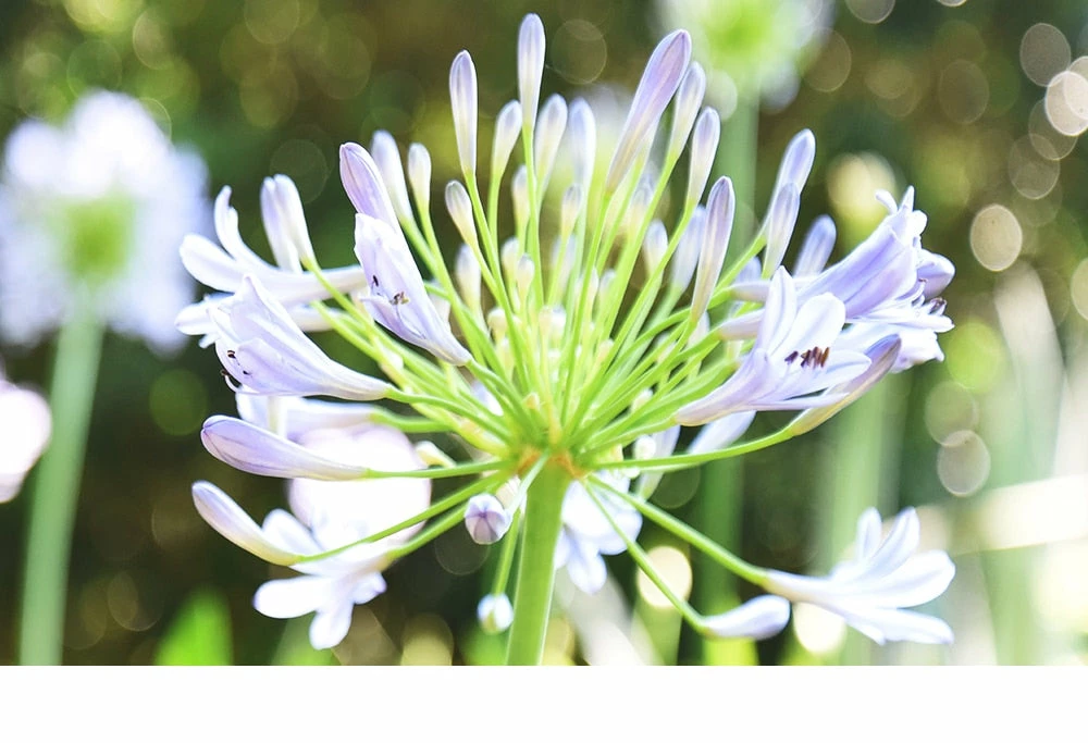 Perfect Plants Agapanthus Blue Shrub 5 Perfect Plants Agapanthus Blue Shrub