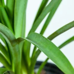 Perfect Plants Agapanthus Blue Shrub 19 Perfect Plants Agapanthus Blue Shrub