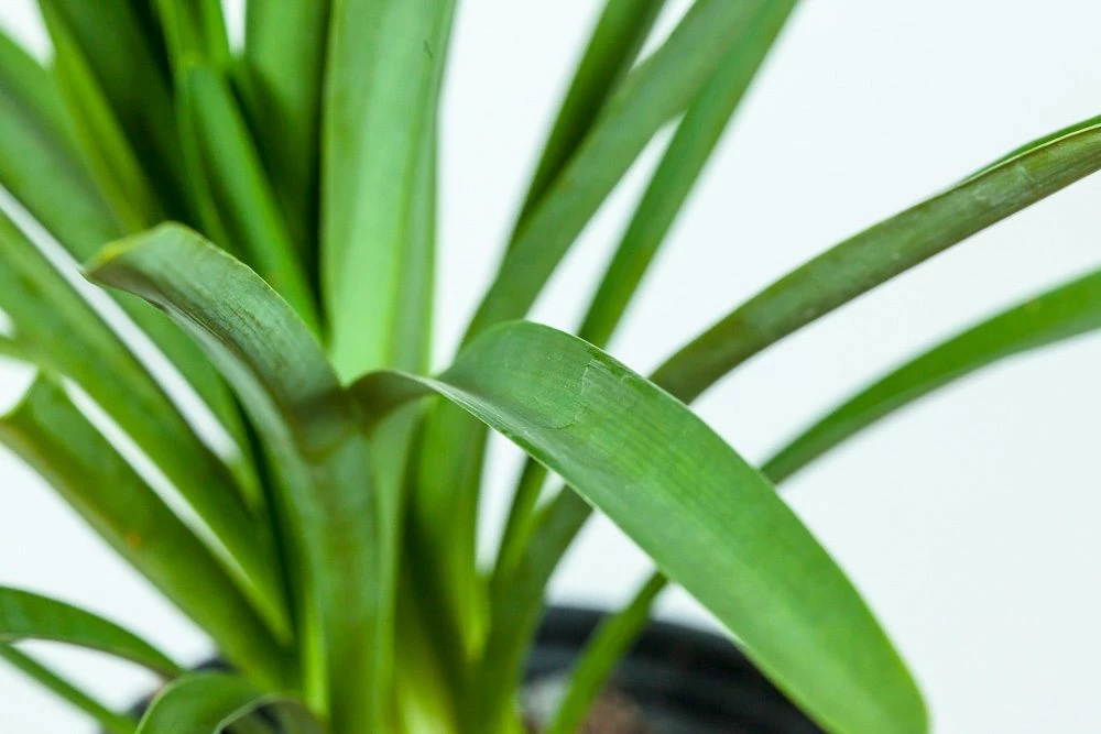 Perfect Plants Agapanthus Blue Shrub 10 Perfect Plants Agapanthus Blue Shrub