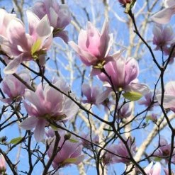 Perfect Plants Alexandrina Magnolia Tree 12 Perfect Plants Alexandrina Magnolia Tree