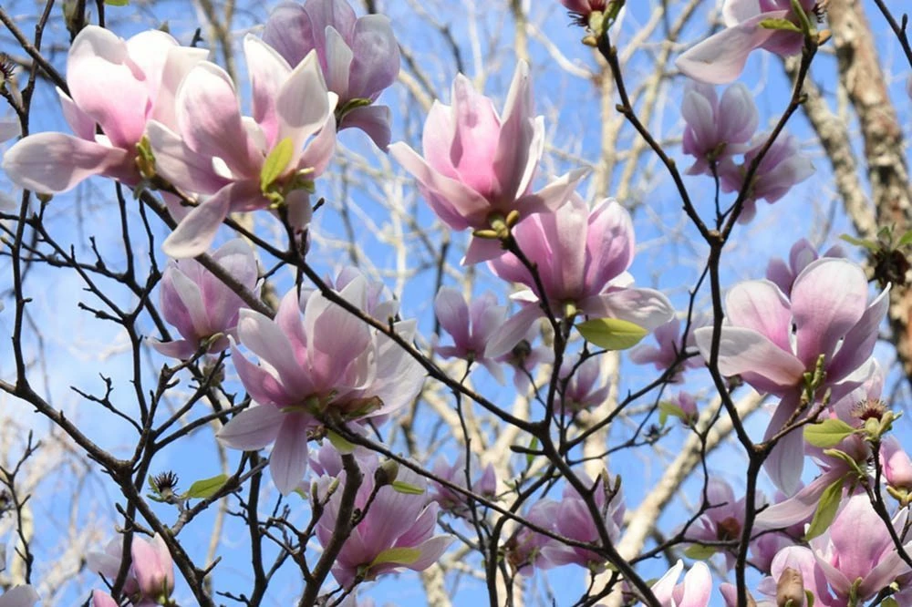 Perfect Plants Alexandrina Magnolia Tree 5 Perfect Plants Alexandrina Magnolia Tree