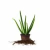 Perfect Plants Aloe Vera Plant