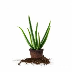 Perfect Plants Aloe Vera Plant