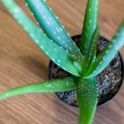 Perfect Plants Aloe Vera Plant