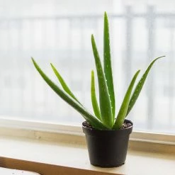 Perfect Plants Aloe Vera Plant