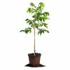 Perfect Plants Amling Pecan Tree | Type 1 Pollinator Pecan Trees