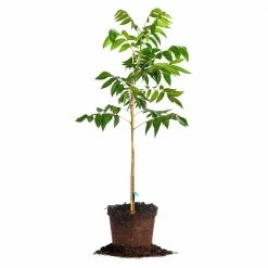 Perfect Plants Desirable Pecan Tree | Type 1 Pollinator