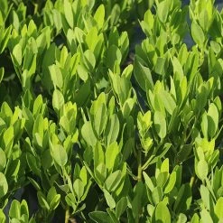 Perfect Plants All Shrubs & Hedges Ocala Anise