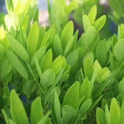 Perfect Plants All Shrubs & Hedges Ocala Anise