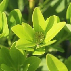 Perfect Plants All Shrubs & Hedges Ocala Anise