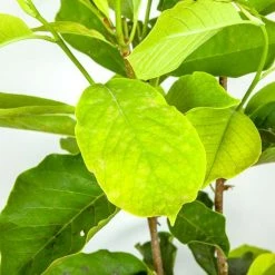 Perfect Plants Alexandrina Magnolia Tree 14 Perfect Plants Alexandrina Magnolia Tree