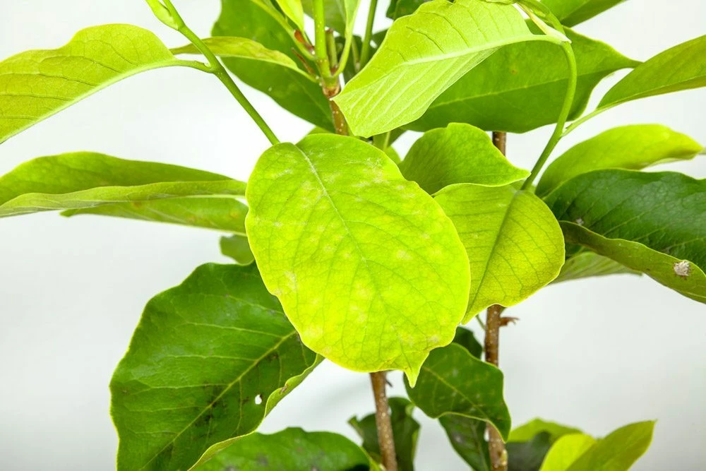 Perfect Plants Alexandrina Magnolia Tree 7 Perfect Plants Alexandrina Magnolia Tree