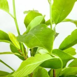 Perfect Plants Alexandrina Magnolia Tree 15 Perfect Plants Alexandrina Magnolia Tree