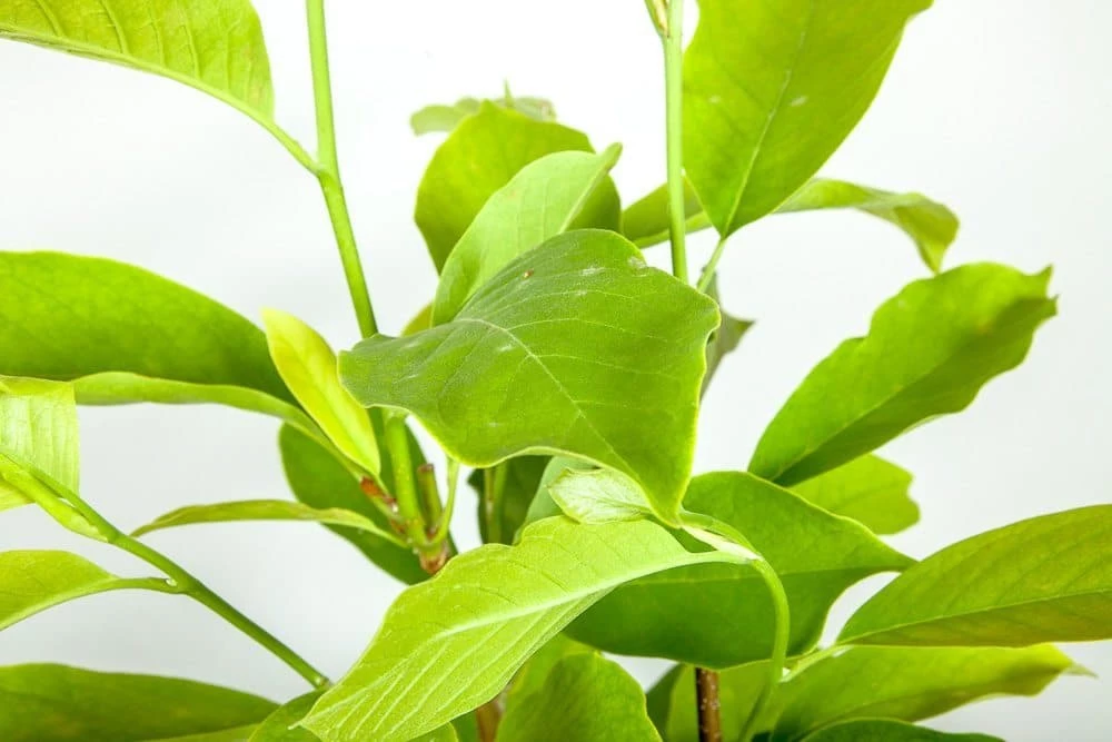 Perfect Plants Alexandrina Magnolia Tree 8 Perfect Plants Alexandrina Magnolia Tree