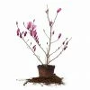 Perfect Plants All Trees Ann Magnolia Tree