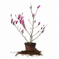 Perfect Plants All Trees Ann Magnolia Tree