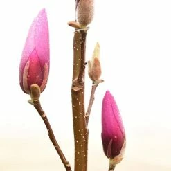 Perfect Plants All Trees Ann Magnolia Tree