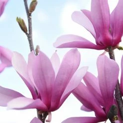 Perfect Plants All Trees Ann Magnolia Tree