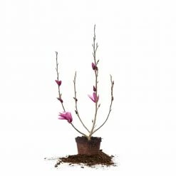 Perfect Plants All Trees Ann Magnolia Tree