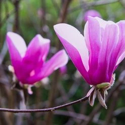 Perfect Plants All Trees Ann Magnolia Tree