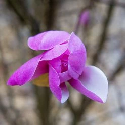 Perfect Plants All Trees Ann Magnolia Tree