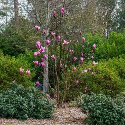 Perfect Plants All Trees Ann Magnolia Tree