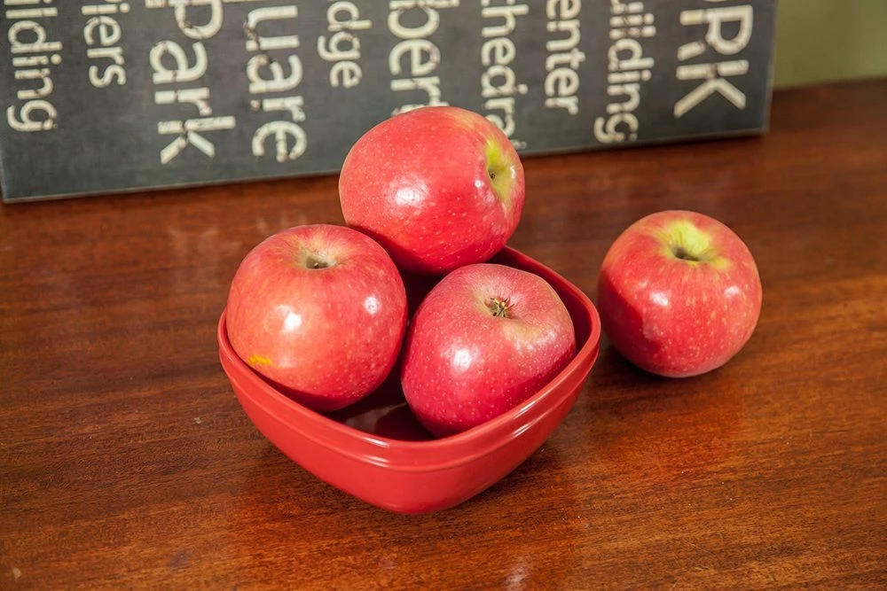 Perfect Plants Apple Trees Anna Apple Tree 2 Perfect Plants Apple Trees Anna Apple Tree