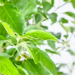 Perfect Plants Apple Trees Anna Apple Tree 7 Perfect Plants Apple Trees Anna Apple Tree