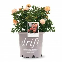 Perfect Plants Apricot Drift® Rose Bush Drift® Roses