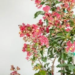 Perfect Plants Arapaho Crape Myrtle Tree