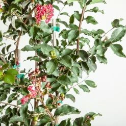 Perfect Plants Arapaho Crape Myrtle Tree