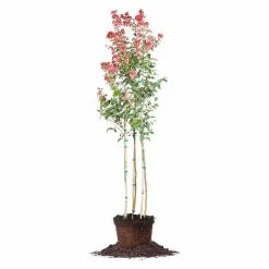 Perfect Plants Arapaho Crape Myrtle Tree