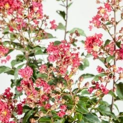 Perfect Plants Arapaho Crape Myrtle Tree