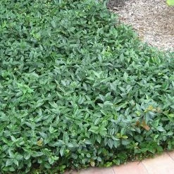 Perfect Plants Asiatic Jasmine Shrub 11 Perfect Plants Asiatic Jasmine Shrub