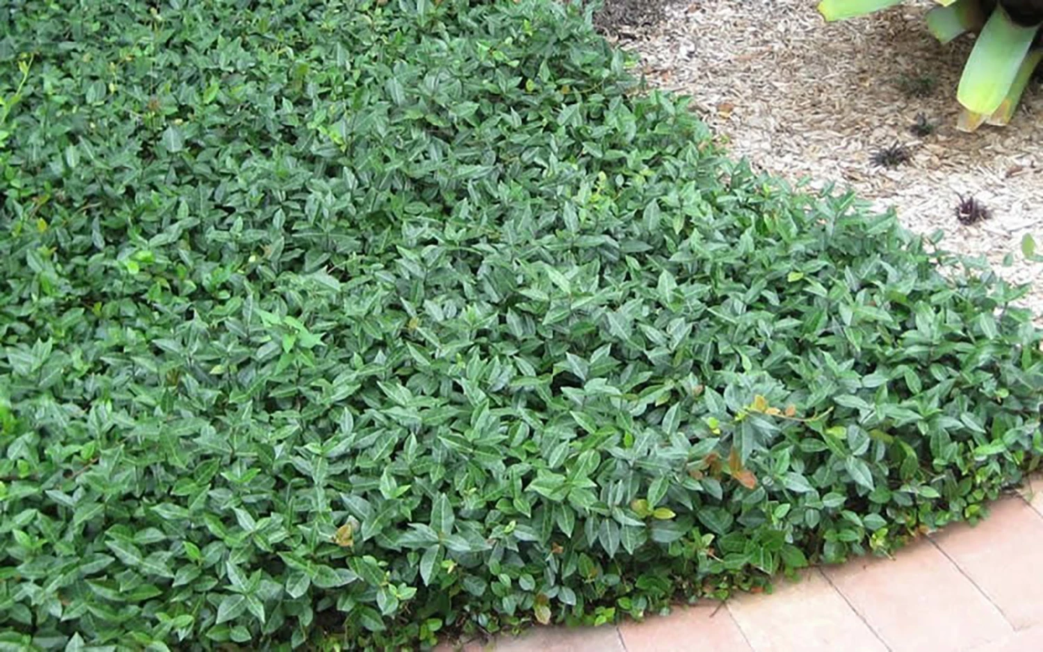 Perfect Plants Asiatic Jasmine Shrub 6 Perfect Plants Asiatic Jasmine Shrub