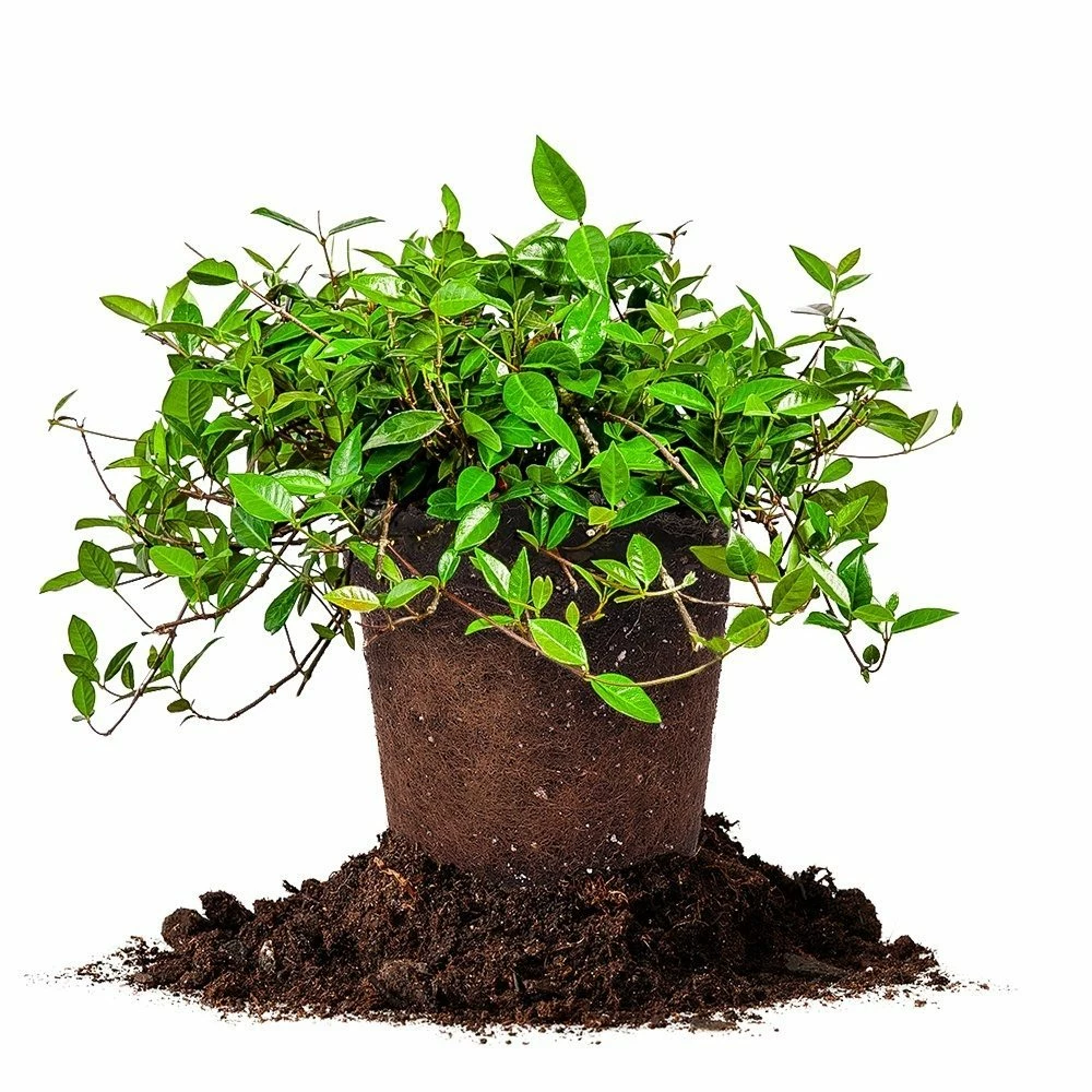 Perfect Plants Asiatic Jasmine Shrub 1 Perfect Plants Asiatic Jasmine Shrub