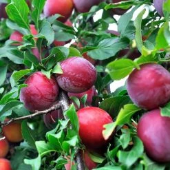 Perfect Plants AU Rosa Plum Tree Plum Trees